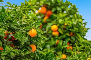 5912 Mayhews Landing Rd, Newark, CA 94560 - Photo 34