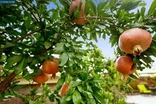 1577 Chianti Ln, Brentwood, CA 94513 - Photo 30