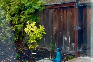 3421 Blackhawk Meadow Dr, Danville, CA 94506 - Photo 24