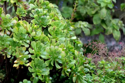 3081 23rd Avenue, Oakland, CA 94602 - Photo 56