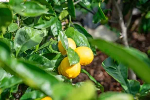 2761 Martin Luther King Jr Ave, Richmond, CA 94804 - Photo 36