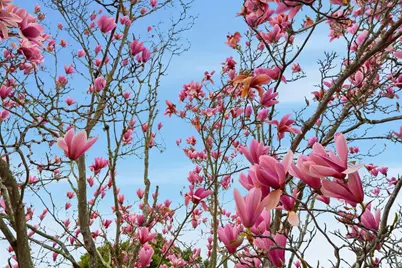 662 Calmar Ave., Oakland, CA 94610 - Photo 50