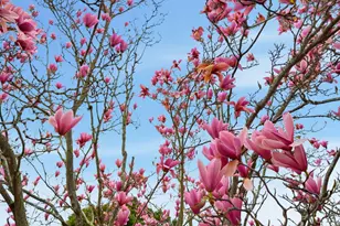 662 Calmar Ave, Oakland, CA 94610 - Photo 50