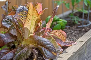 2465 Alida St, Oakland, CA 94602 - Photo 32