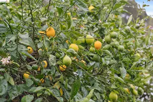 4200 Mountain View Ave, Oakland, CA 94605 - Photo 38