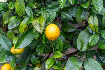 5941 Keith Ave, Oakland, CA 94618 - Photo 32