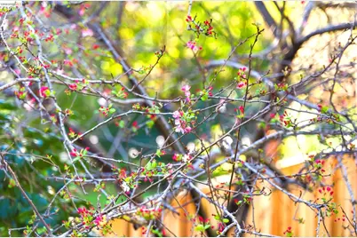 4061 Whittle Ave, Oakland, CA 94602 - Photo 28