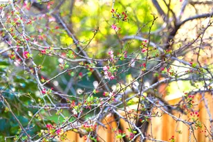 4061 Whittle Ave, Oakland, CA 94602 - Photo 28