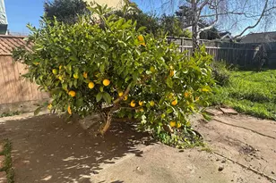 1266 Washington Ave, Albany, CA 94706 - Photo 48