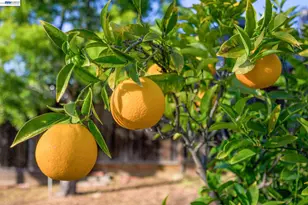 2690 Watson St, Castro Valley, CA 94546 - Photo 48