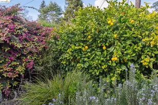 4651 Fair Ave, Oakland, CA 94619 - Photo 2