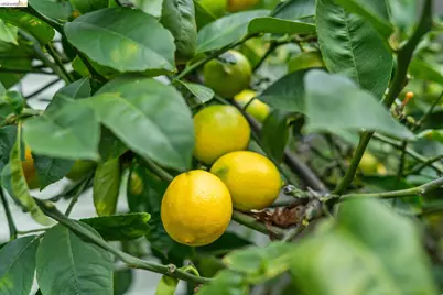 5360 Locksley Ave, Oakland, CA 94618 - Photo 6