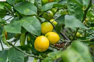 5360 Locksley Ave, Oakland, CA 94618 - Photo 6