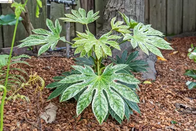 5360 Locksley Ave, Oakland, CA 94618 - Photo 44