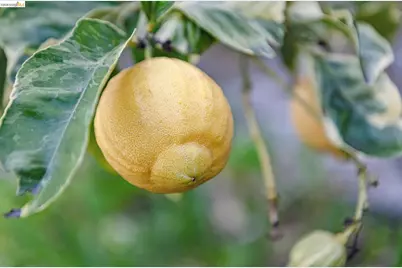 1066 Bayview Ave, Oakland, CA 94610 - Photo 32