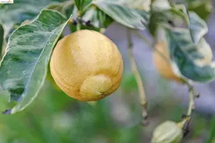 1066 Bayview Ave, Oakland, CA 94610 - Photo 32