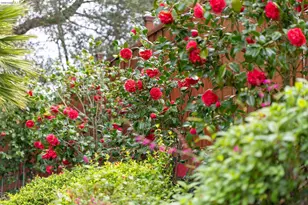 261 Silverado Ct, Oakland, CA 94605 - Photo 50