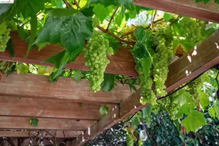 1989 Oakview Dr, Oakland, CA 94602 - Photo 46