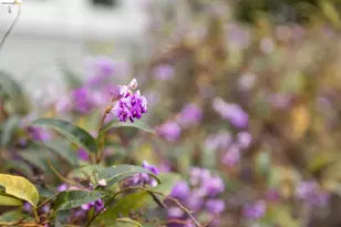 1261 Hearst Ave, Berkeley, CA 94702 - Photo 50