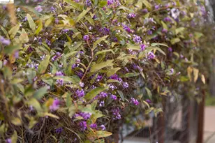 1261 Hearst Ave, Berkeley, CA 94702 - Photo 52