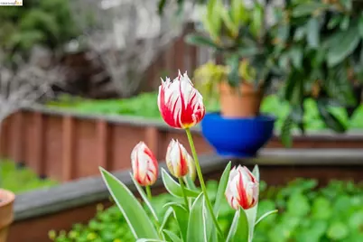 5845 Bernhard Ave, Richmond, CA 94805 - Photo 40