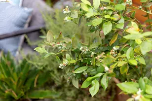 1331 Excelsior Ave, Oakland, CA 94602 - Photo 42