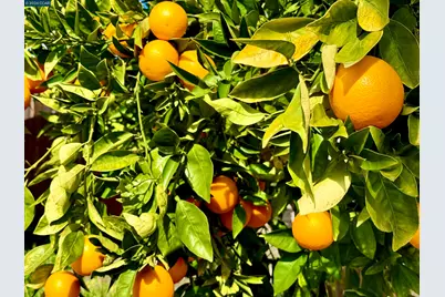 2504 Brocket Court, Antioch, CA 94531 - Photo 40