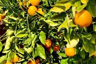 2504 Brocket Ct, Antioch, CA 94531 - Photo 40