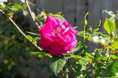 1234 Stannage Ave, Berkeley, CA 94706 - Photo 58