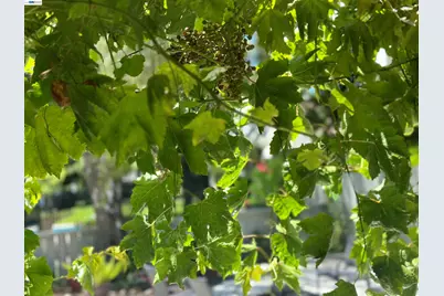 7332 Stonedale Dr, Pleasanton, CA 94588 - Photo 38