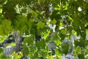 7332 Stonedale Dr, Pleasanton, CA 94588 - Photo 36