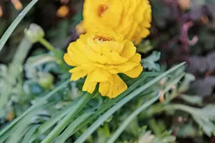 1622 Scenic Ave, Berkeley, CA 94709 - Photo 38