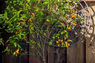 409 Pershing Dr, San Leandro, CA 94577 - Photo 52