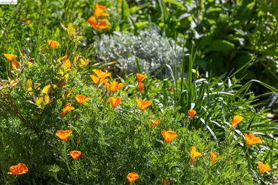 731 Grizzly Peak Blvd, Berkeley, CA 94708 - Photo 44