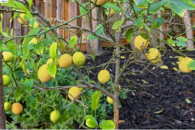 11593 Ladera Ct, Dublin, CA 94568 - Photo 48