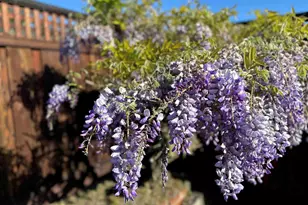 1368 Rose St, Berkeley, CA 94702 - Photo 20