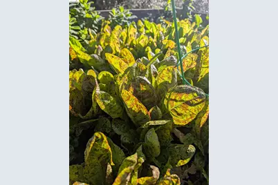 2161 48th Ave, Oakland, CA 94601 - Photo 38