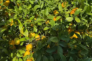 1233 Belknap Ct, Cupertino, CA 95014 - Photo 16