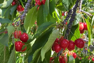 2446 Bing Pl, Union City, CA 94587 - Photo 24