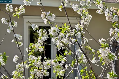 11 Bradley Ave, Walnut Creek, CA 94596 - Photo 58