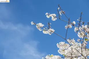 71 Norwood Ave, Kensington, CA 94707 - Photo 52