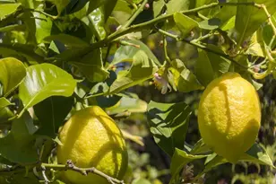 737 Dartshire Way, Sunnyvale, CA 94087 - Photo 40