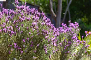 4451 St Andrews Rd, Oakland, CA 94605 - Photo 58