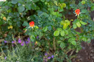 4451 St Andrews Rd, Oakland, CA 94605 - Photo 54