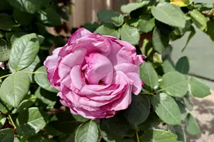 980 Victoria Ave, San Leandro, CA 94577 - Photo 56