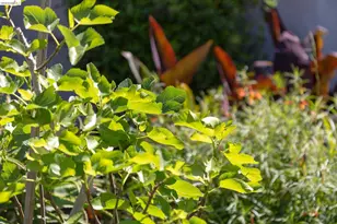 1200 El Centro Ave, Oakland, CA 94602 - Photo 38