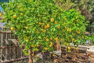 1174 Central Ave, Livermore, CA 94551 - Photo 38