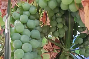 2328 Bartlett St, Oakland, CA 94601 - Photo 50