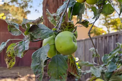 3246 Garfield Ave, Alameda, CA 94501 - Photo 46