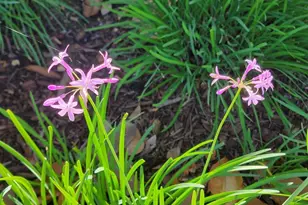 690 Kraftile Ct, Fremont, CA 94536 - Photo 46